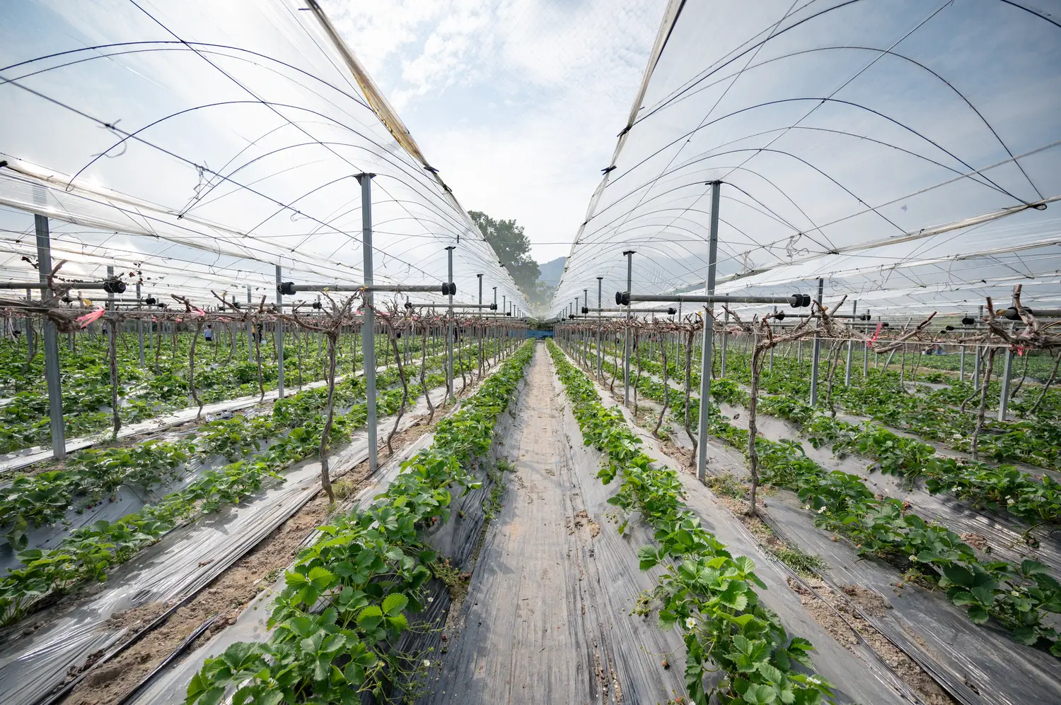 Cultivo protegido, imagen temática